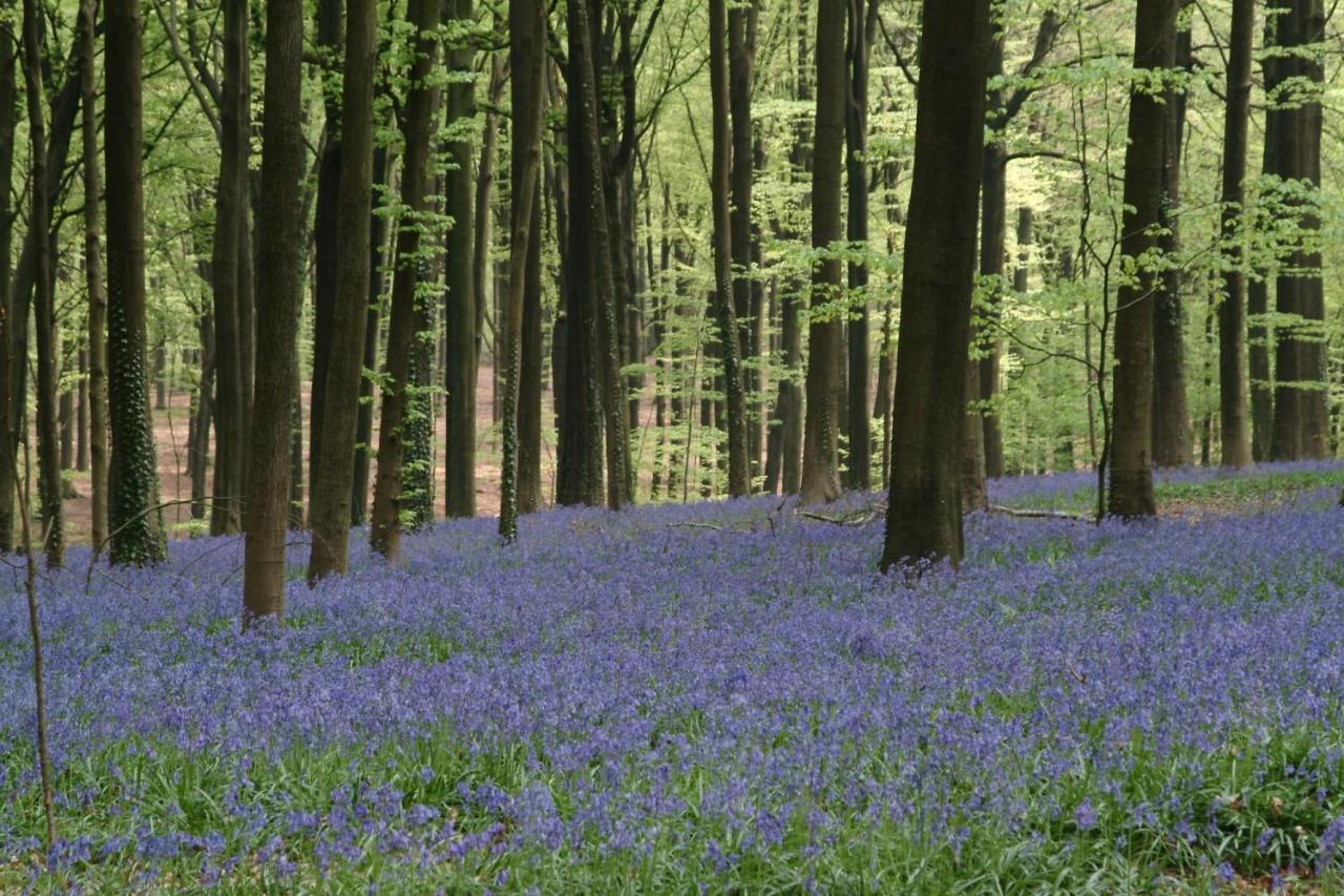 Villa Blue Garden B&B Vlaamse Ardennen Nabij Pairi Daiza Geraardsbergen Dış mekan fotoğraf